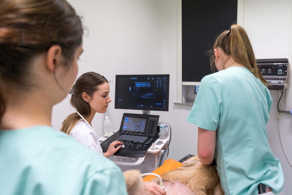 Baab-Kleintierzentrum-1-58 Eine Tierärztin sitzt vor einem Ultraschallmonitor und untersucht einen Hund, der neben ihr auf dem Behandlungstisch liegt. Zwei TFAs in blauer Kleidung stehen dabei - eine sichert den Hund, eine zweite schaut mit dem Blick von der Kamera weg gerichtet zu.
