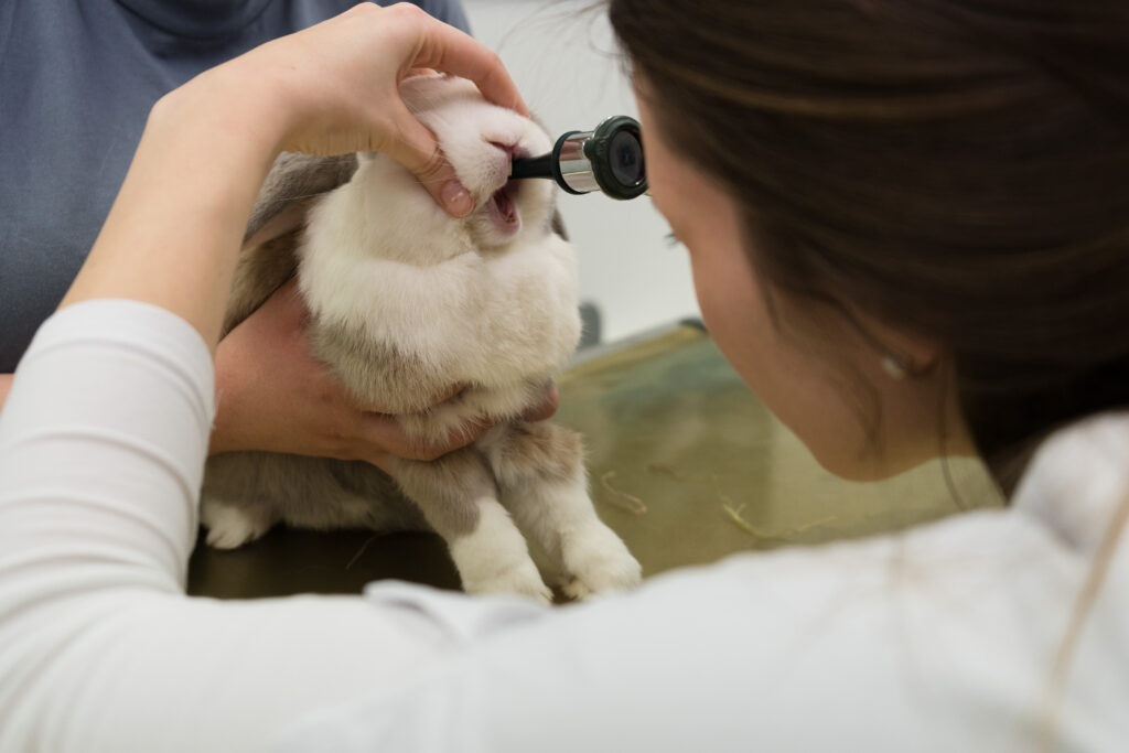Untersuchung eines Kaninchens. Die Tierärztin schaut mit einem Untersuchungsinstrument in die Maulhöhle eines Kaninchens.